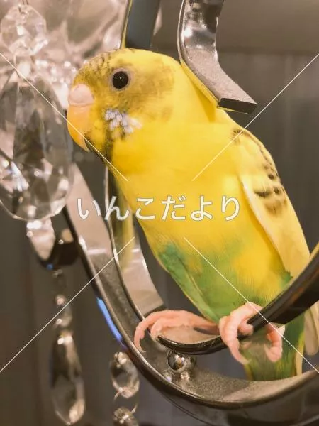 コメントの画像