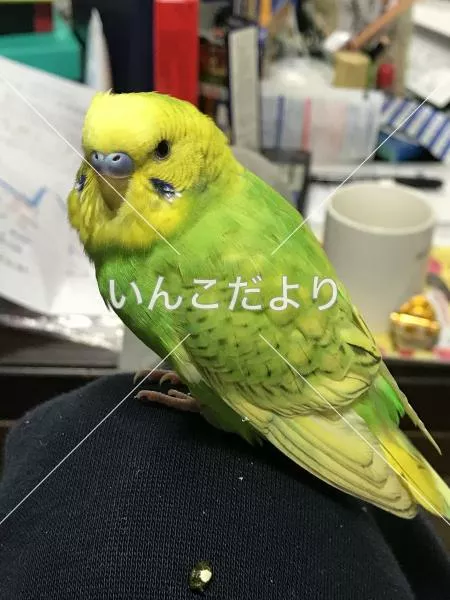 コメントの画像