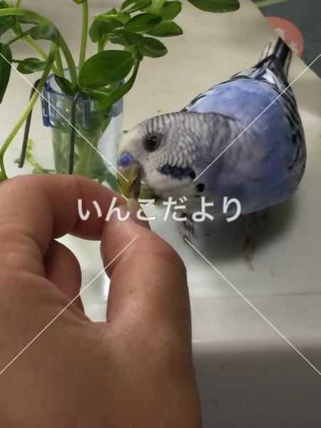 コメントの画像