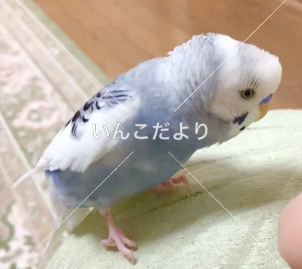 コメントの画像