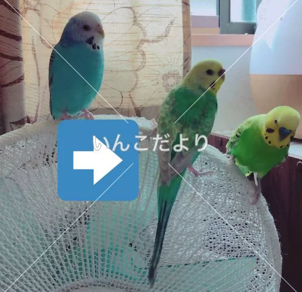 コメントの画像