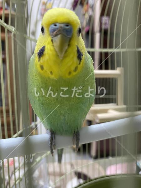 コメントの画像