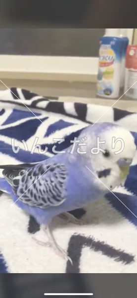 コメントの画像