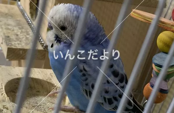 コメントの画像