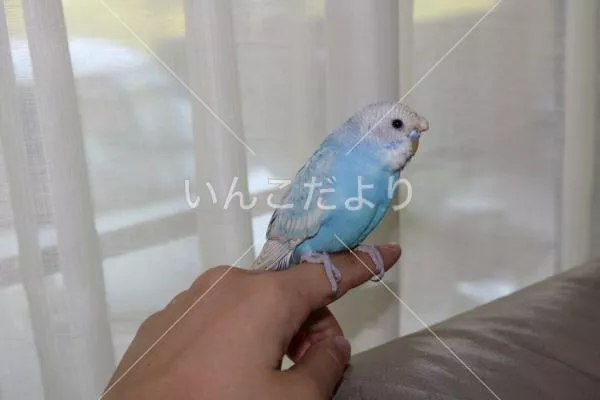 コメントの画像