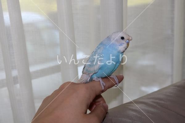 コメントの画像