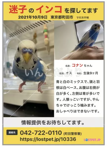 コメントの画像