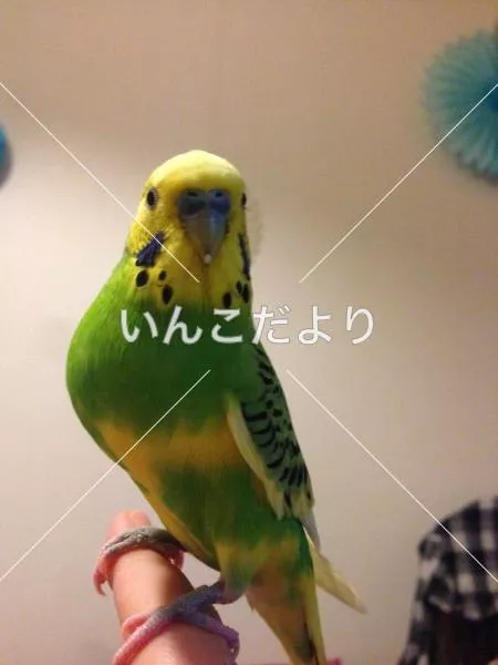 コメントの画像