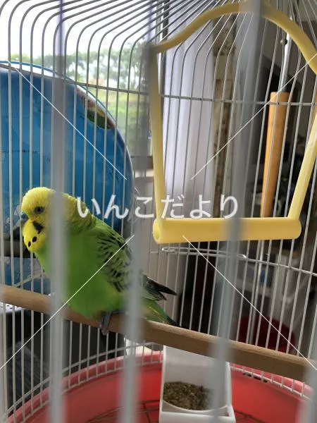 コメントの画像