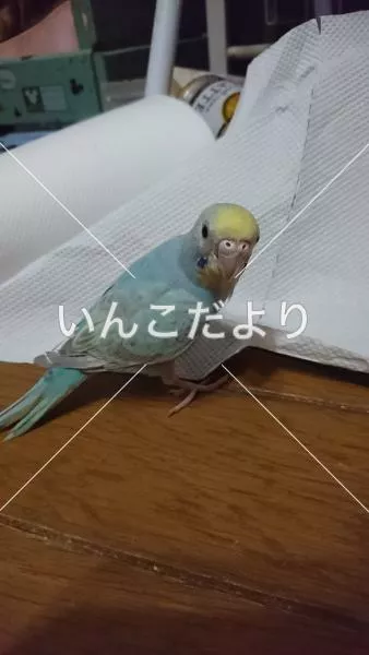 コメントの画像