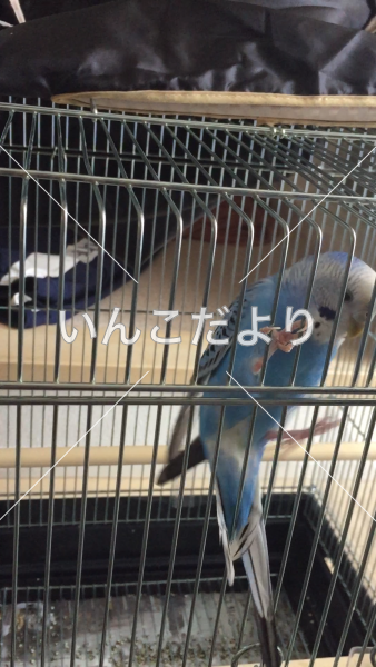 コメントの画像