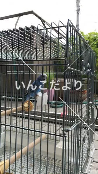 コメントの画像