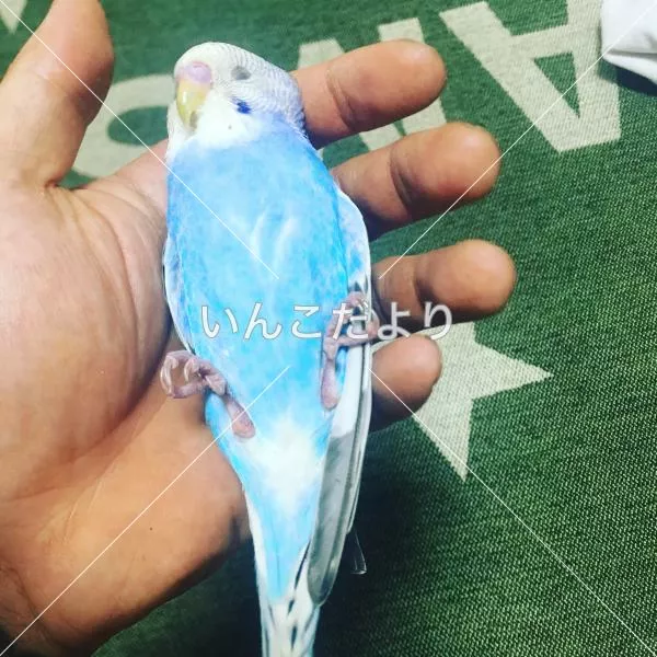 コメントの画像