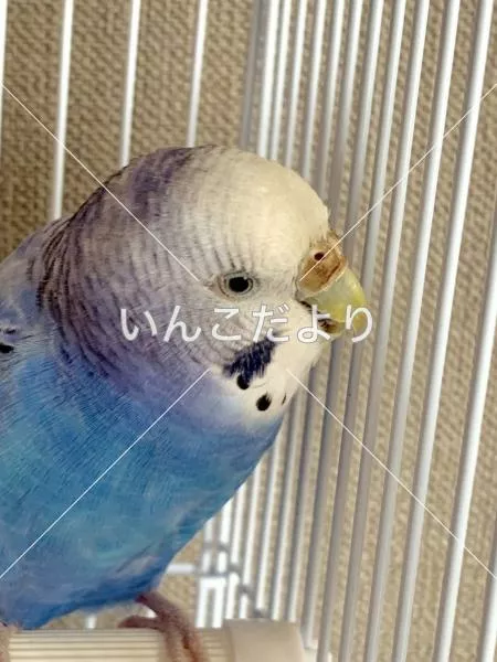 コメントの画像