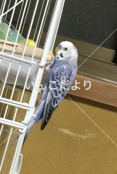 コメントの画像