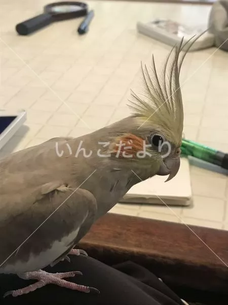 コメントの画像