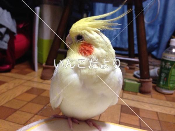 コメントの画像