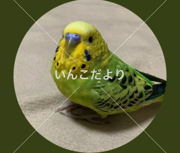 コメントの画像