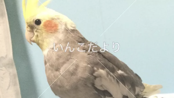 コメントの画像