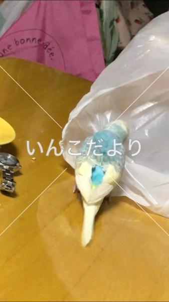 コメントの画像