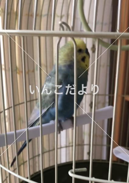 コメントの画像