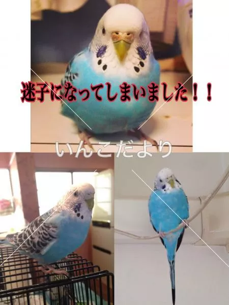 コメントの画像