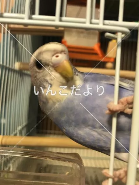 コメントの画像