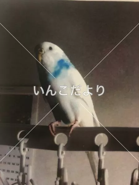 コメントの画像