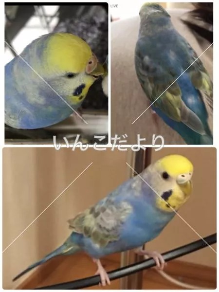 コメントの画像