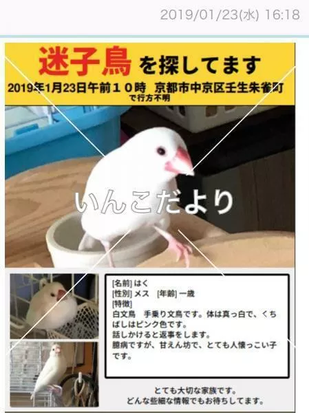 コメントの画像