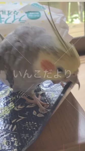 コメントの画像