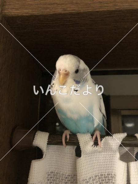 コメントの画像