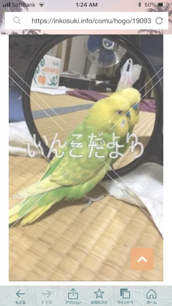 コメントの画像