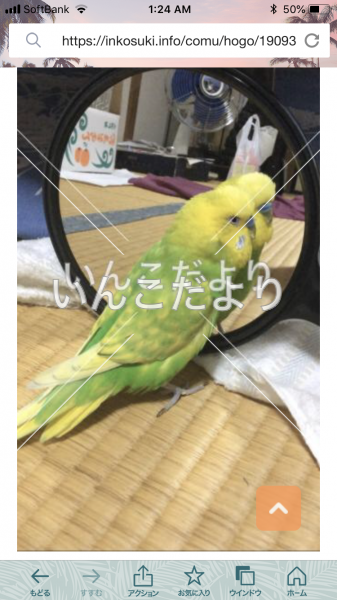 コメントの画像