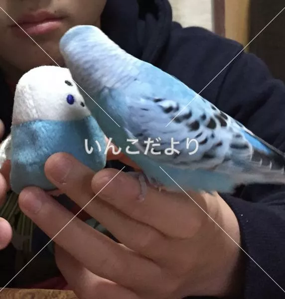 コメントの画像