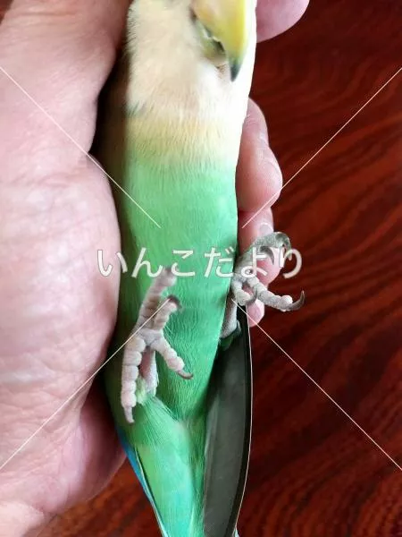 コメントの画像