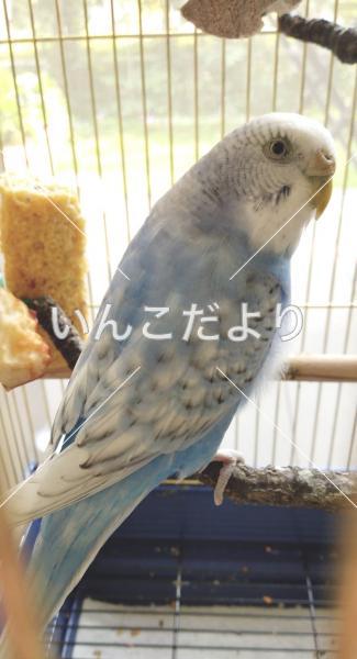 コメントの画像