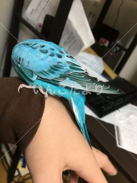 コメントの画像