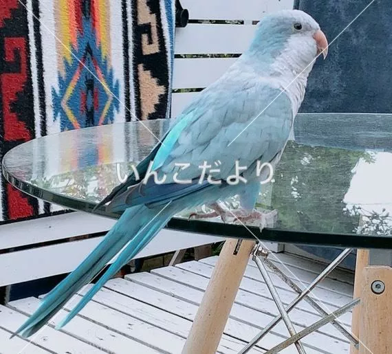 コメントの画像