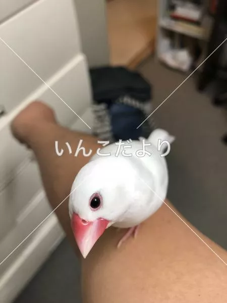 コメントの画像