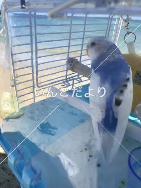 コメントの画像