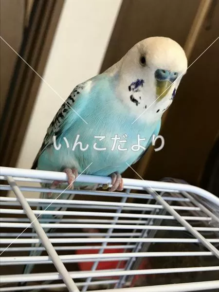 コメントの画像