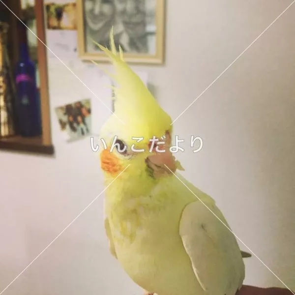 コメントの画像