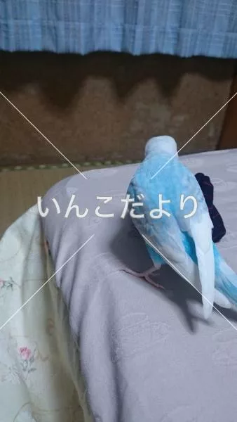 コメントの画像