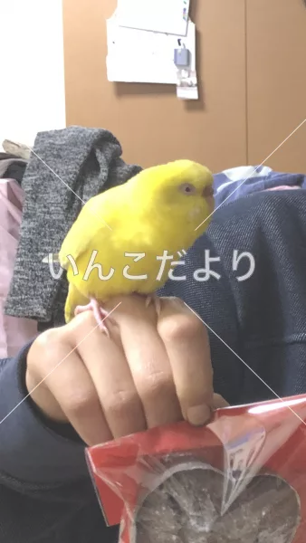 コメントの画像