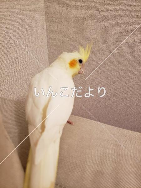コメントの画像