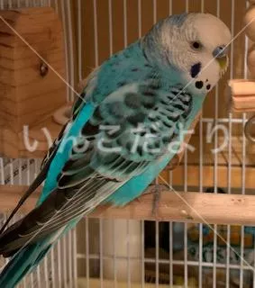 コメントの画像