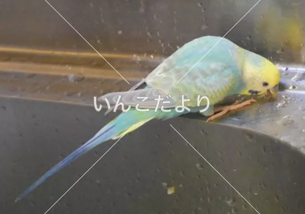 コメントの画像