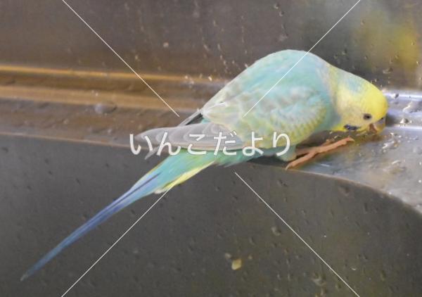 コメントの画像