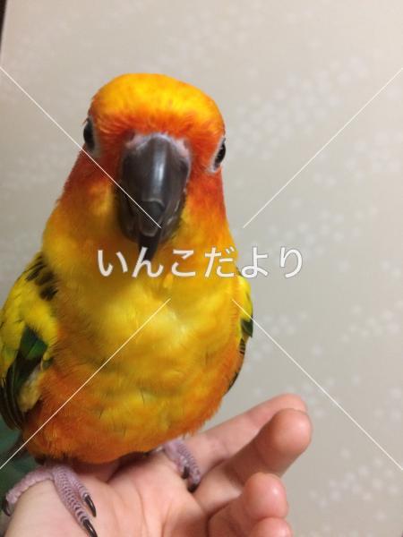 コメントの画像
